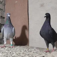 کبوتر پلاکی نر وماده جفت