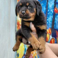 توله روتوایلر