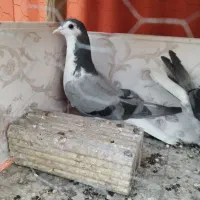 دو جفت دمگیر