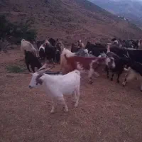 ۲۰ راس بز شیری با بزغاله