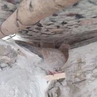 کفتر