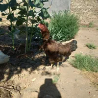 تربت حیدریه