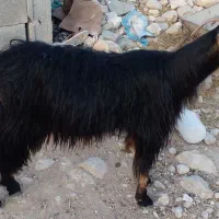 بز‌چاق‌سالم‌شیردار
