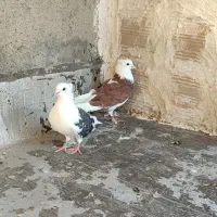 کبوتردوکت