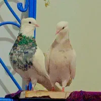 طوقی