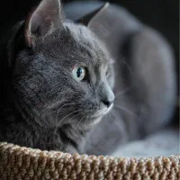 نیازمند گربه سایز بزرگ جهت عکاسی تبلیغاتی