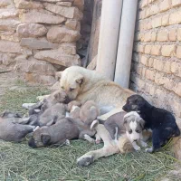 سگ سرابی|سگ|فاروج, |دیوار