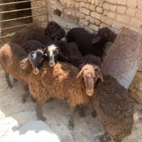 گوسفند بره (نر /ماده)