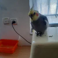 به نام حق