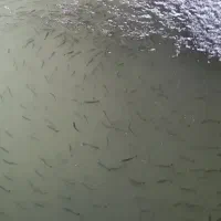 بچه ماهی قزل آلا
