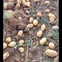 سرکارگر هستم کارگردارم