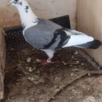 کبوتر المانی