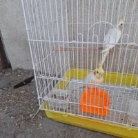 فروش دو تا عروس هلندی