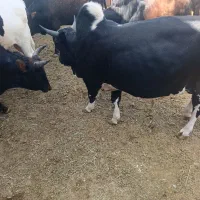 68راس گوساله چاق