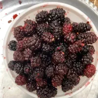 شاتوت