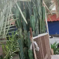 کاکتوس|گل و گیاه طبیعی|خورموج, |دیوار