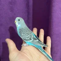 مرغ عشق رام ودستی آبی(گازگرفتن بلدنیست)
