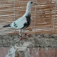 کبوتر