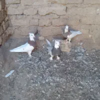 جفت طوقی