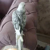 عروس هلندی نر 10ماهه