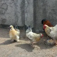 خروس|حیوانات مزرعه|مشهد, کشف|دیوار