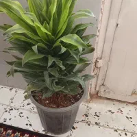 گل.|گل و گیاه طبیعی|نیشابور, رحمت آباد|دیوار