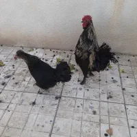 خروس رسمی مرغ گیر