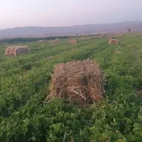 شبدر|خدمات باغبانی و درختکاری|شیروان (لرستان), |دیوار