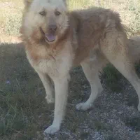 سگ ..