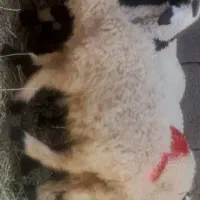 بره