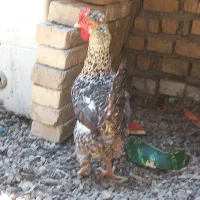 مرغ تخمگذار