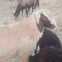 گوسفند قوچ ورن سنجابی اصیل