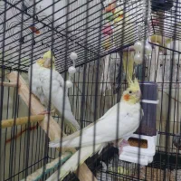 ۵تا عروس هلندی