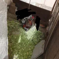 یه خروس با یه نوچه خروس گلین