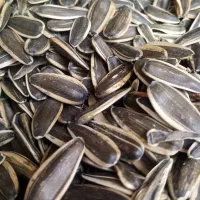 تخمه آفتاب گردان