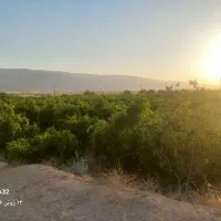باغ