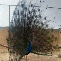 طاووس مولد