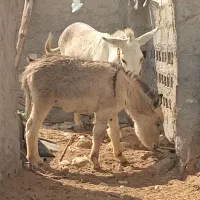 الاغ ماده