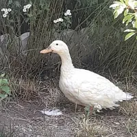 اردک ماده تخم گذار