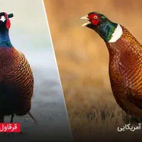 زینتی