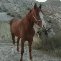 مادیان نژاد کورد