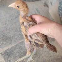 دوتا جوجە فروشی