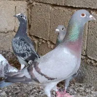 کبوتر