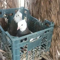 جفت طوقی فروشی با مرغ خوب هم معاوضه میکنم