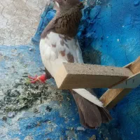 کبوتردونی۲۰۰|پرنده|مرودشت, بیست متری بیمارستان|دیوار