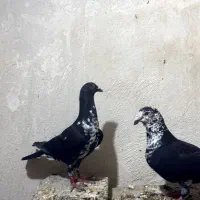 کبوتر گوره ای و شامی