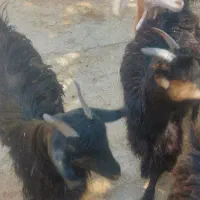 کهره