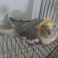 عروس هلندی