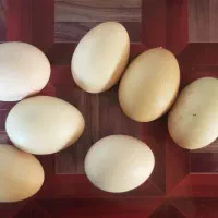 تخم مرغ محلی تازه/ روزانه ۶۰عدد تولید