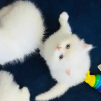 گربه هـ   ای بازیگوش